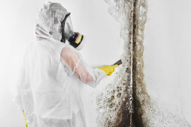 Best Toxic Mold Removal  in Knox, IN