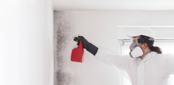 Best Fast Mold Removal  in Knox, IN