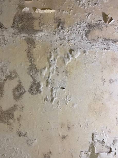 Best Certified Mold Removal  in Knox, IN
