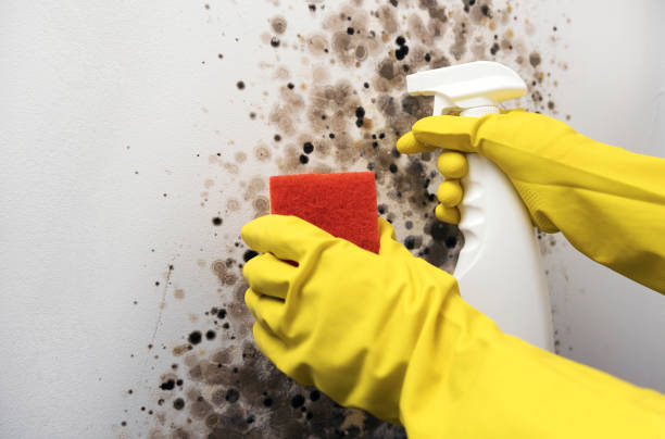 Mold Removal Process in Knox, IN